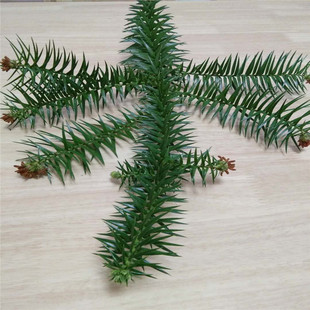 新鲜天然草药杉树叶杉叶名茶园林绿景装饰道具杉树寄生500克包邮