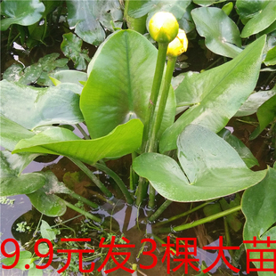 盆栽水生萍蓬草圆叶萍荇菜浮萍水浮莲黄金莲根系发达净化水质包邮
