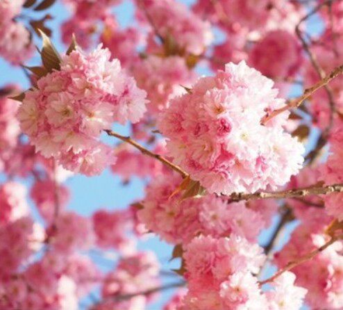 正宗日本樱花树苗庭院晚樱种植风