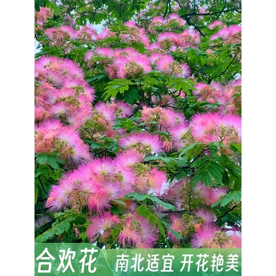 合欢树苗合欢苗绒花树苗芙蓉花树苗庭院盆栽合欢花苗绿化工程树苗