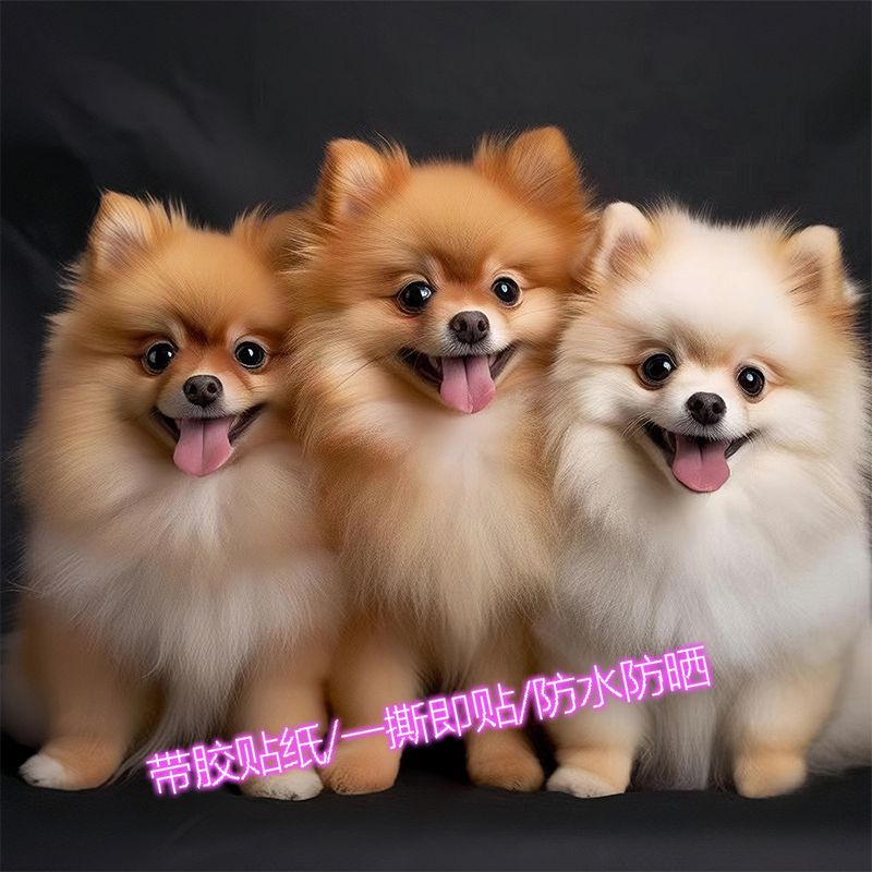 可爱博美狗狗墙贴纸萌宠动物爱犬儿童房宠物店广告牌装饰自粘贴画图片