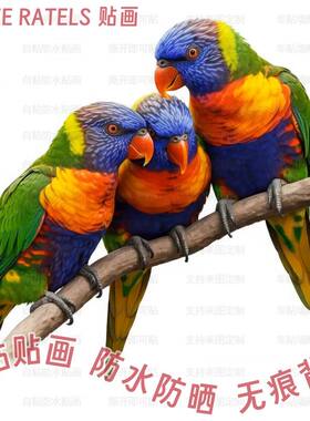 美丽彩虹鹦鹉图案高级贴画车贴墙