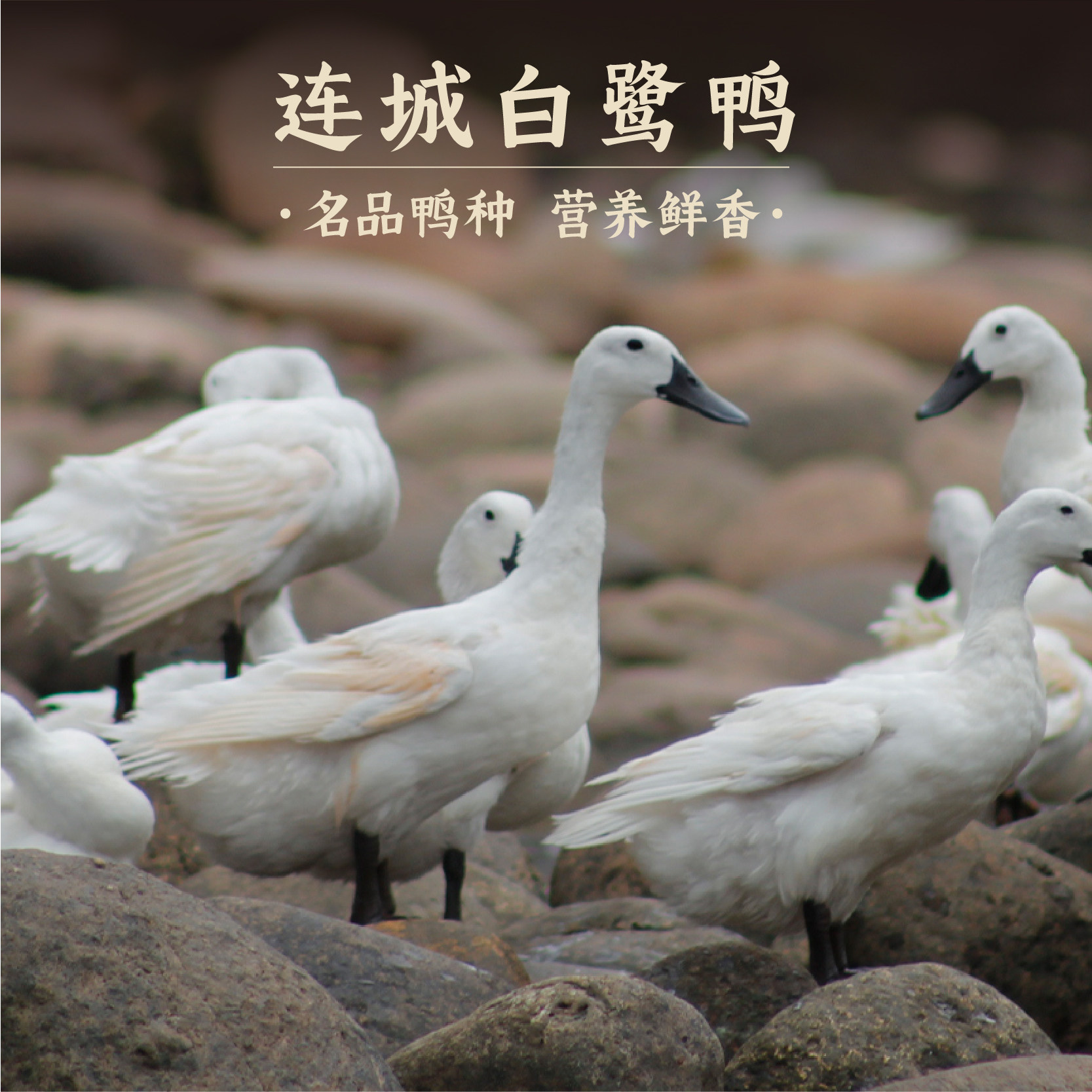 河道散养连城白鸭现杀速冻整鸭图片
