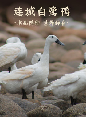 河道散养连城白鸭现杀速冻整鸭