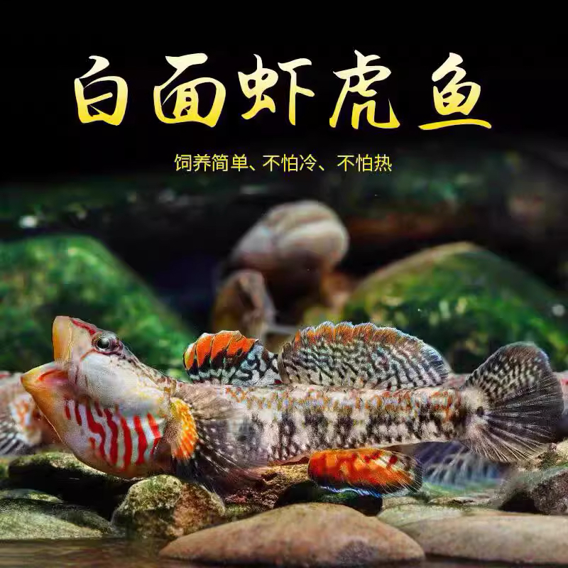 原生溪流白面李氏黄唇虾虎鱼观赏鱼小型鱼淡水底层冷水鱼
