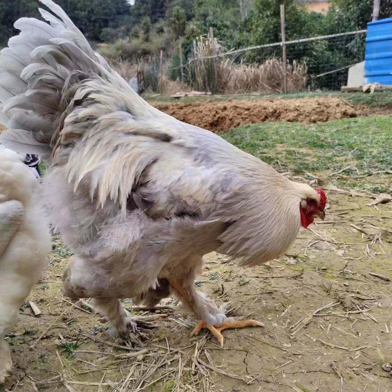 雪花薰衣草婆罗门鸡梵天鸡种蛋受精蛋可孵化观赏鸡生态养殖散养