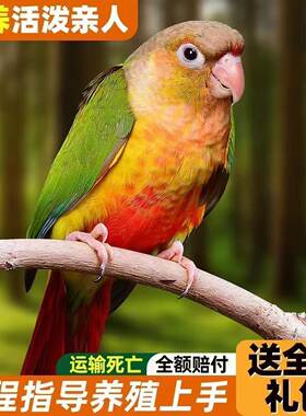 小太阳鹦鹉齐毛断奶黄边凤梨绿颊