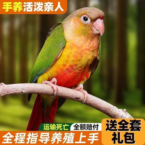 小太阳鹦鹉齐毛断奶黄边凤梨绿颊