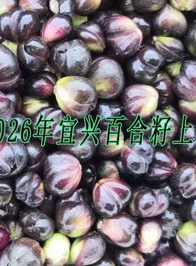 2026年新鲜现采百合籽