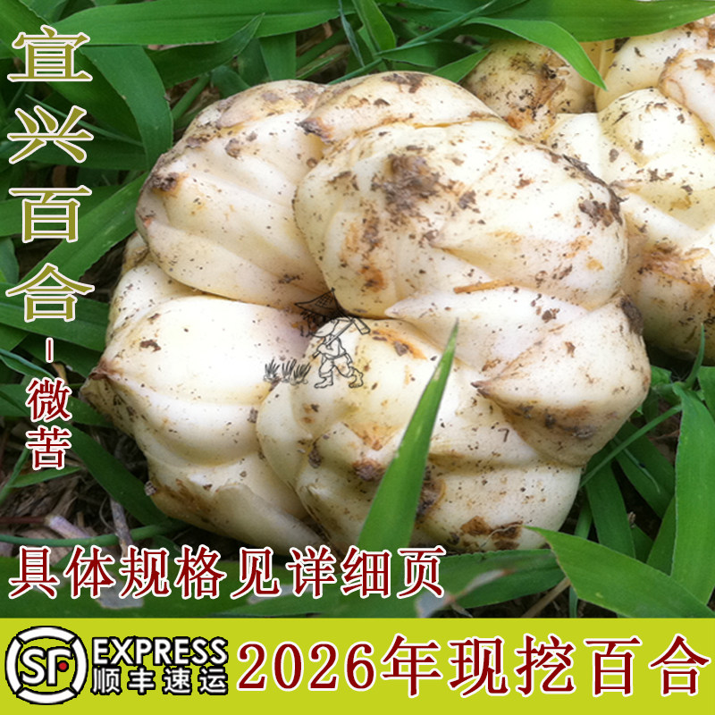 2026年宜兴新鲜大百合5斤3斤1000g宜兴特产现挖农家食用微苦百合