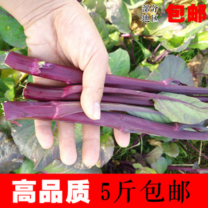 红菜苔 紫菜苔 5斤 洪山特产菜薹 湖北随州霜冻农家新鲜蔬菜