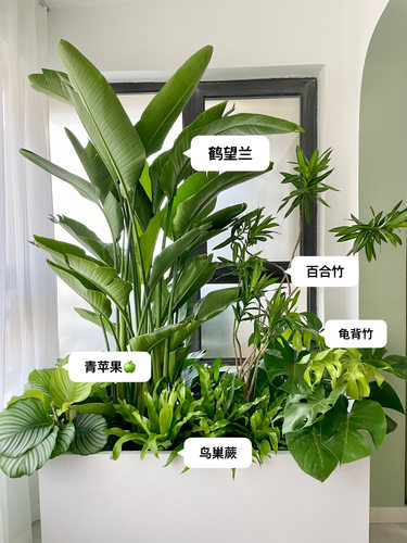 室内外大型绿植组合盆栽花箱造景