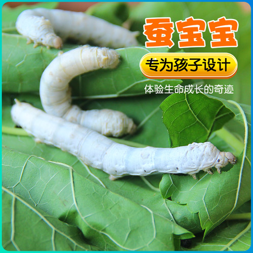 蚕宝宝学生养蚕太空培育舱饲养盒