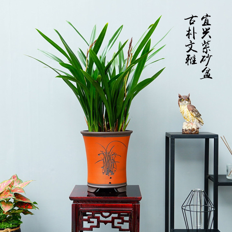 盆栽品种春节开花植物报岁兰
