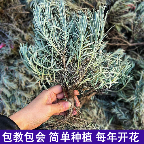 薰衣草苗 薰衣草花苗盆栽香草花卉 狭叶薰衣草苗 新疆伊犁