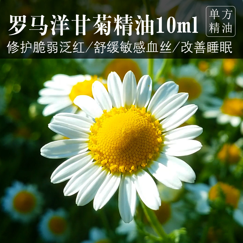 罗马洋甘菊单方精油10ml舒缓敏感泛红修复红血丝芳疗助眠香薰家用