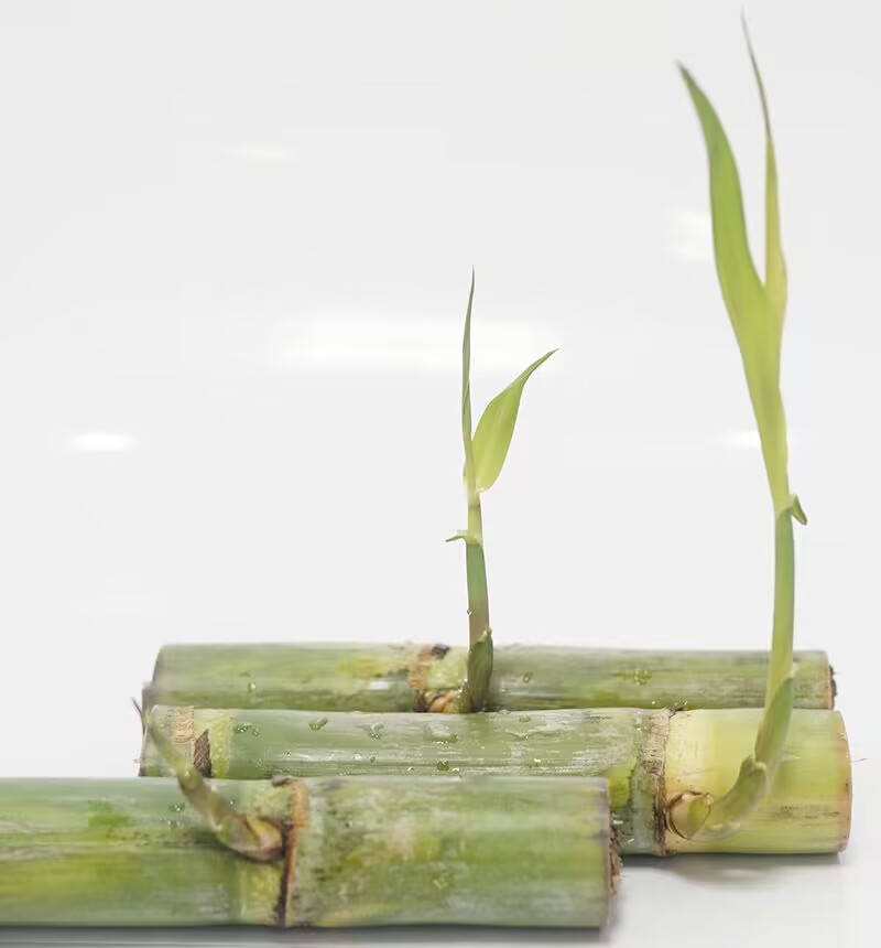 每根3到4芽广西引进陶山甘蔗种青皮甘蔗种绿皮甘蔗种苗现摘发6根