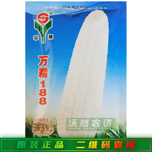华穗万糯188玉米种子中熟白甜糯玉米种籽高产春秋播甜加糯玉米种