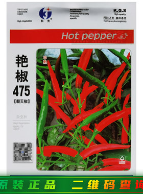 科光艳椒475辣椒种子中熟朝天椒