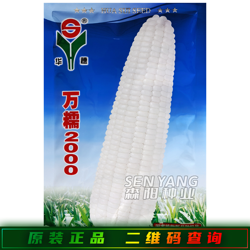 万糯2000玉米种子中熟白糯玉米