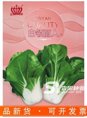 信研白领丽人白梗菜种子耐热白梗四倍体高产四季绿色蔬菜青菜籽