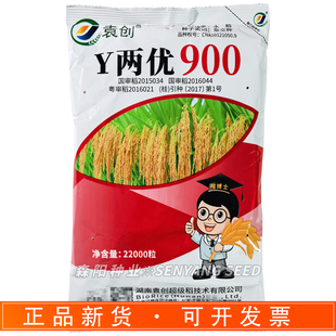 袁创Y两优900水稻种子杂交水稻中稻 早稻 晚稻 高产抗倒伏稻谷种