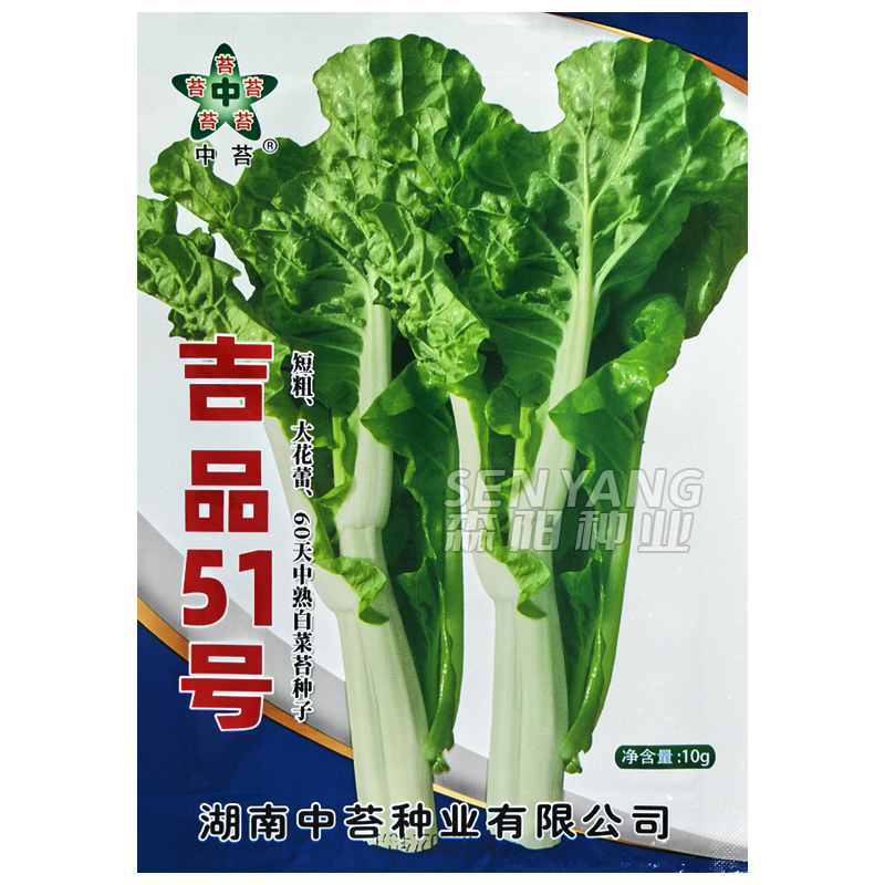 吉品51号白菜苔种子秋季60天中熟