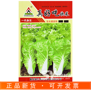 超三角真好吃快菜种子杂交小白菜籽生长速度快四季绿色蔬菜无茸毛