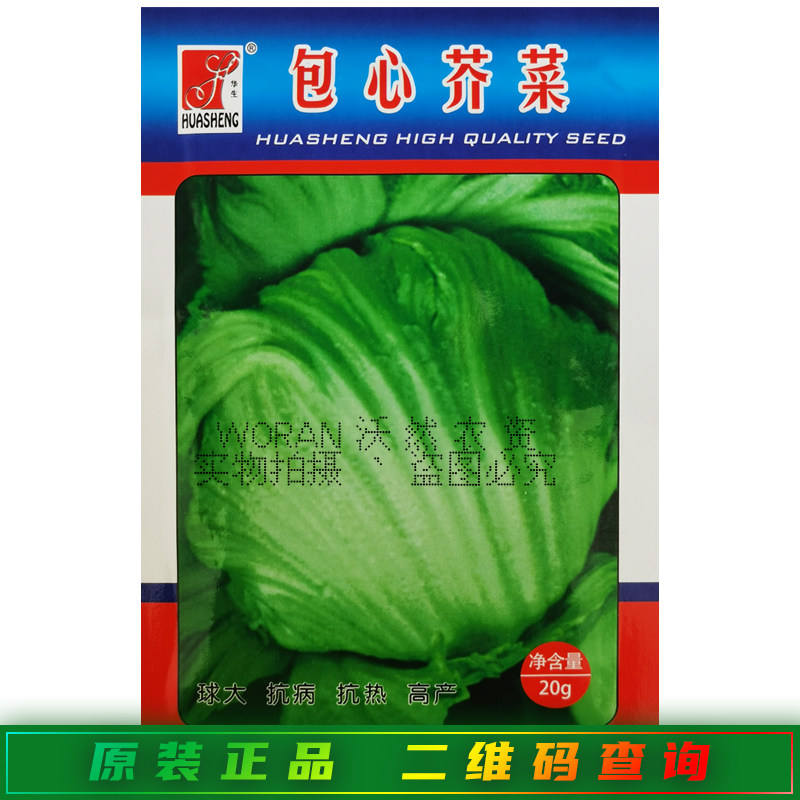 华生包心芥菜种子包心芥菜青菜新鲜蔬菜苦菜大叶宽邦青菜可做酸菜