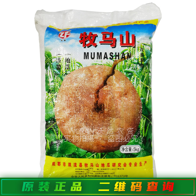 正富牧马山改良早熟水果地瓜种子十斤川早一号双鑫108凉薯金丰园
