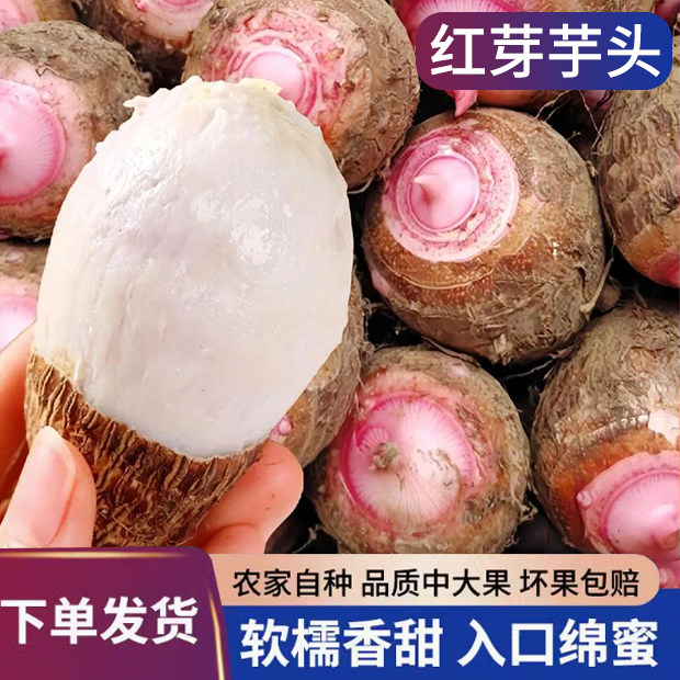 红芽芋头新鲜芋艿上市农家红芽芋浙江西小芋仔粉糯软滑去皮香芋