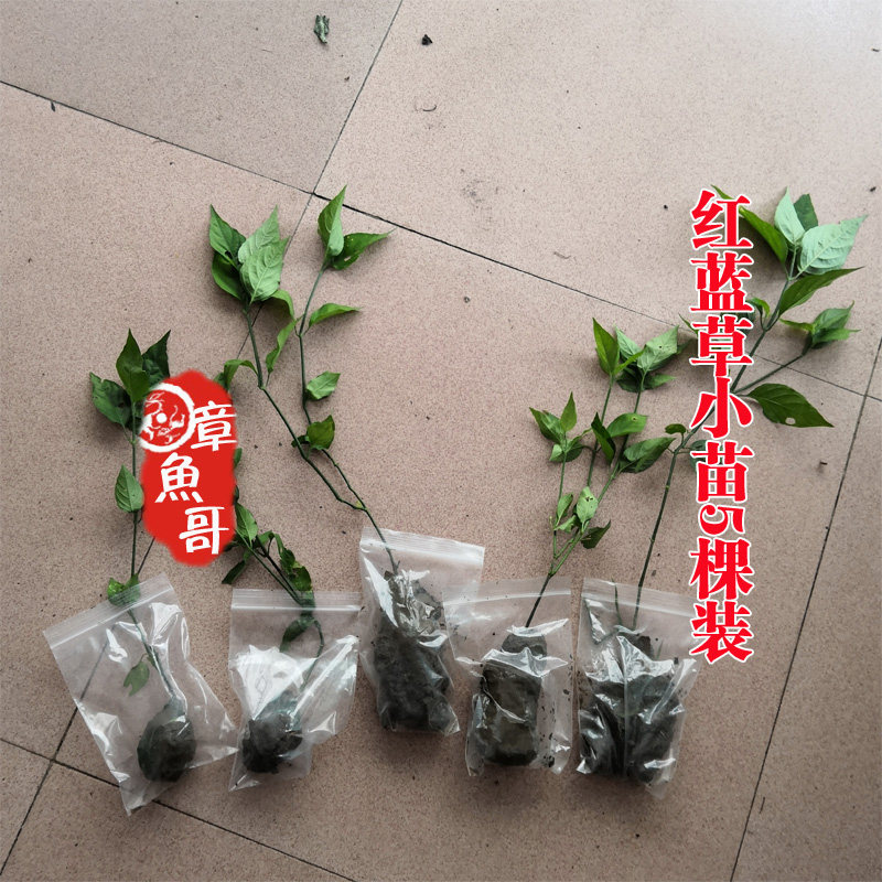 红蓝草红丝线种苗小苗有根带泥土发货易成活易种一份5苗两份包邮