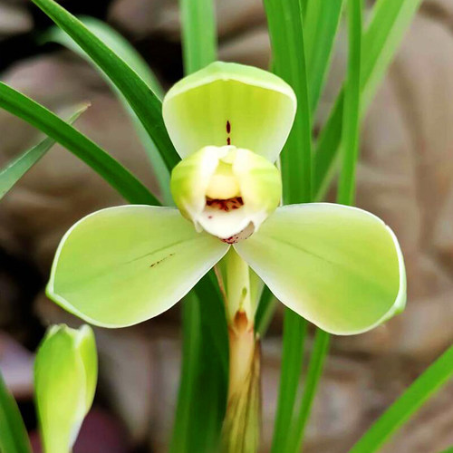 春兰老种宋梅正格梅瓣宋锦璇梅