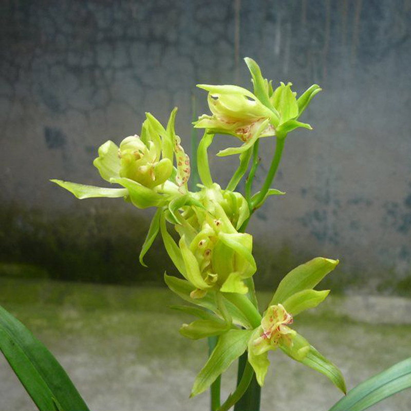 峨眉牡丹建兰四季兰奇花奇蝶兰花兰草室内盆栽绿植花卉盆景包邮