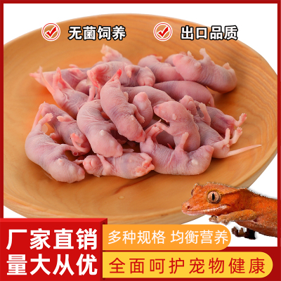 包邮红皮亚成体蛇饲料冷冻小白鼠