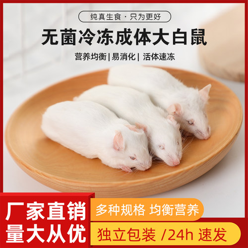 速冻冷冻大白鼠饲料实验