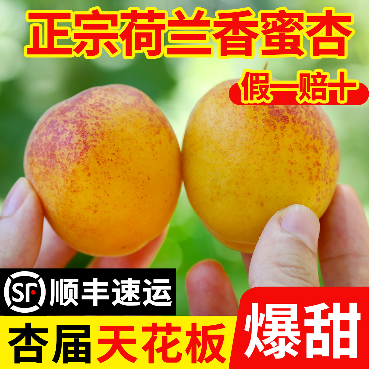 山東煙臺荷蘭香蜜杏新鮮水果大黃杏子純甜當季現(xiàn)摘孕婦順豐包郵