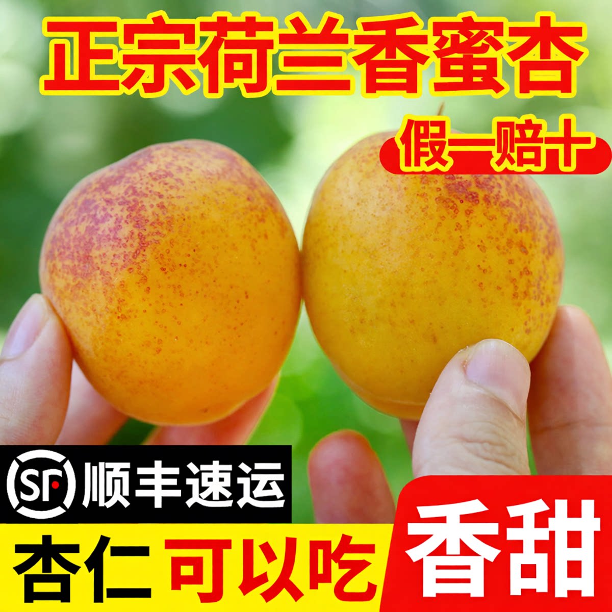 山东正宗烟台荷兰香蜜杏新鲜水果杏子纯甜当季现摘孕妇顺丰包邮 - 实物图