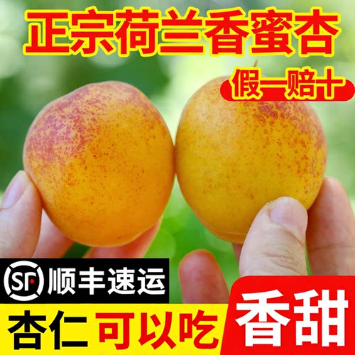 正宗荷兰香蜜杏纯甜无酸顺丰包邮