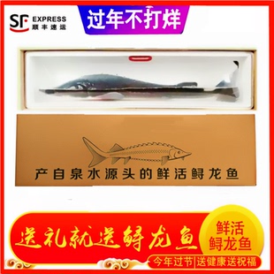 顺丰鲜活中华礼品鱼鲟龙鱼食用鲟鱼鳇鱼送礼生鲜新鲜软骨鱼无刺鱼