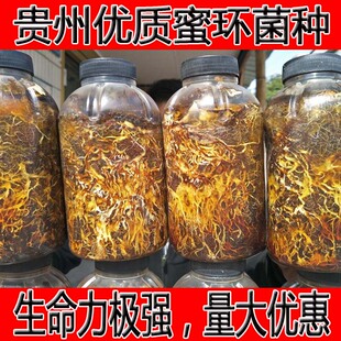 蜜环菌种1瓶天麻种植有性繁殖蒴果