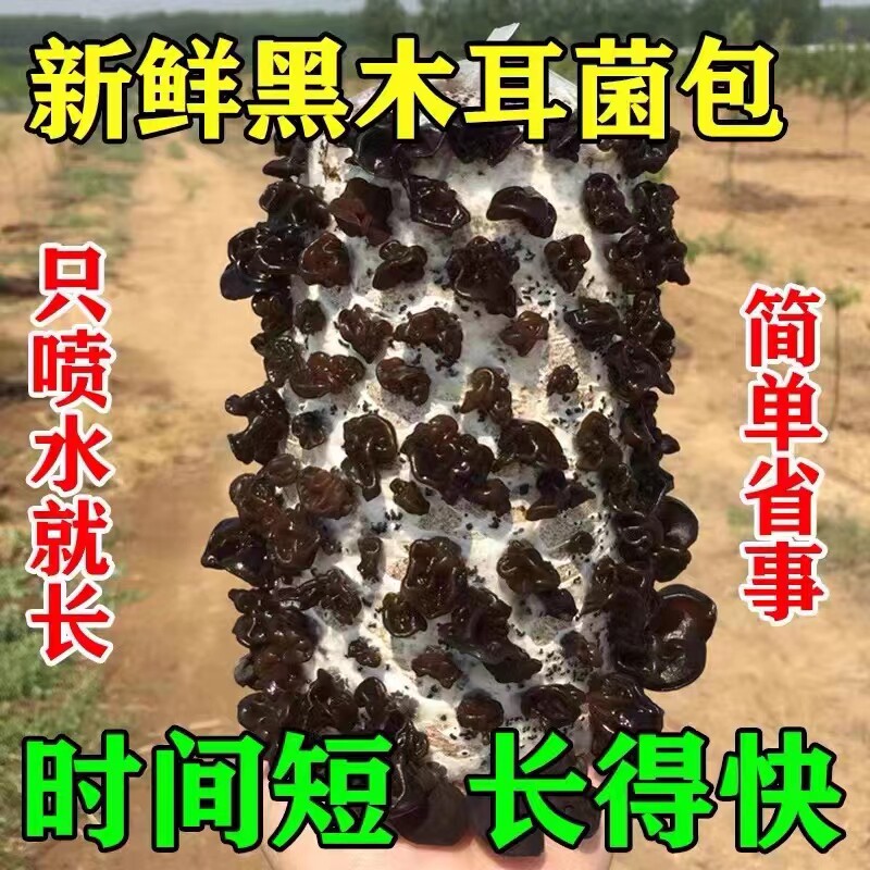 大包高产黑木耳菌包操作简单易养活包邮到家