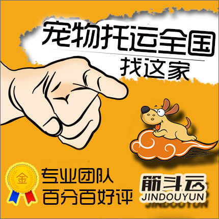 宠物托运全国服务 北京南京上海广州深圳 宠物狗猫咪国际空运托运
