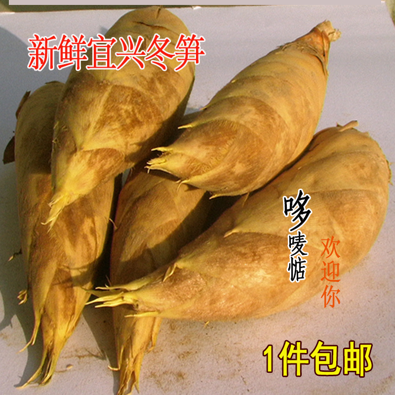新鲜现挖宜兴冬笋顺丰包邮