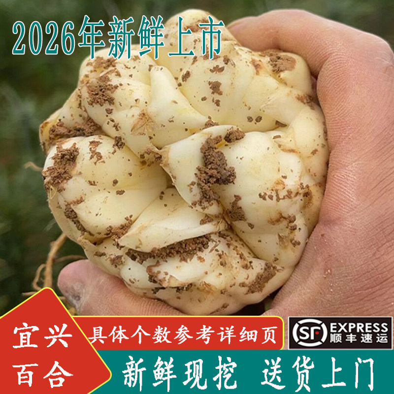 2026宜兴新鲜百合5斤现挖包邮苦味纯农家食用大白合3斤2斤百合