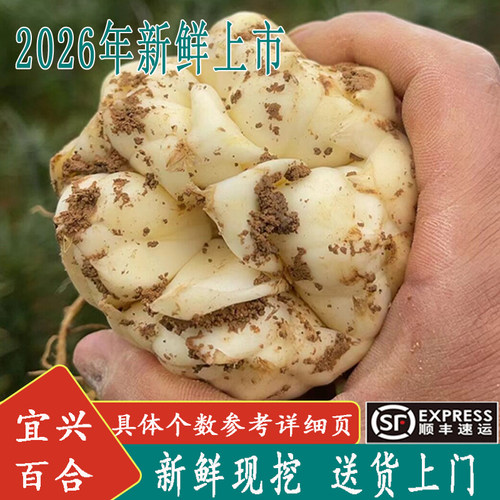 2026年现挖新鲜百合宜兴顺丰包邮