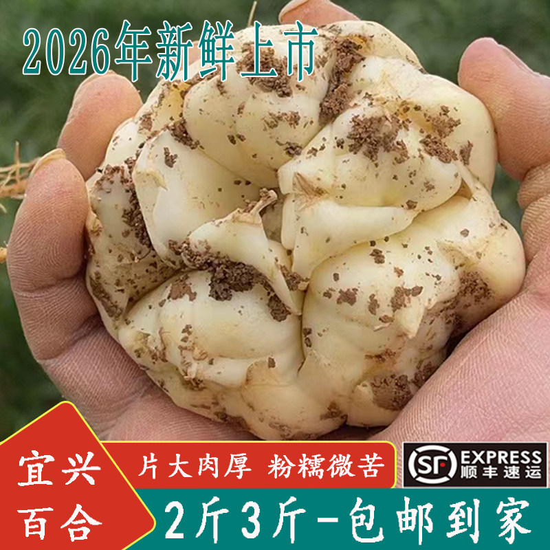 2026年宜兴新鲜百合2斤3斤晒干食用微苦土特产顺丰百合