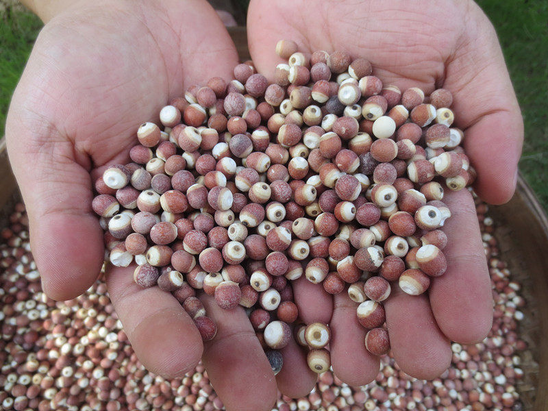 新货莆田农家野生鸡头米茨实仁新鲜红皮红芡实土特产大粒无臭250g