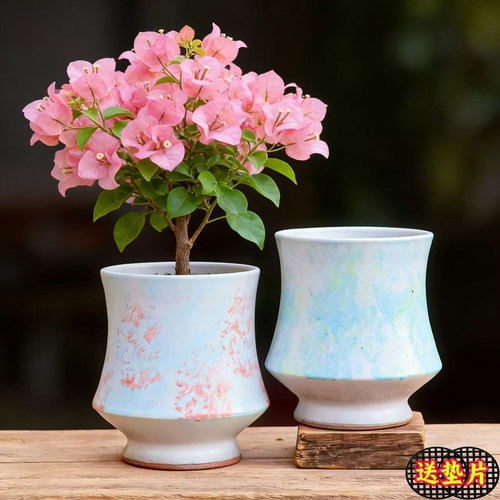 大口径飘枝三角梅造景老桩花盆