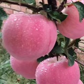 富士苹果10斤24小时发货 陕西原产地 25年秋日盛宴甜红脆富士苹果